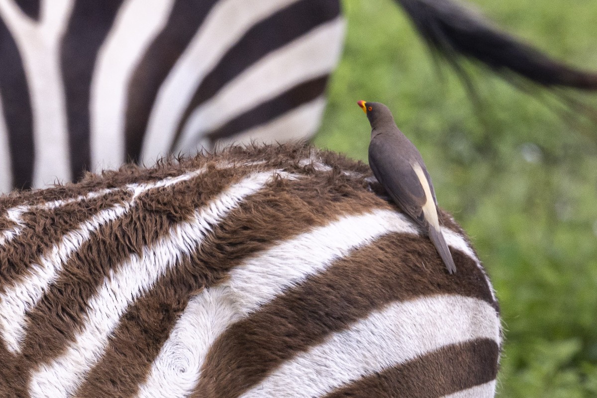 Yellow-billed Oxpecker - ML652551103