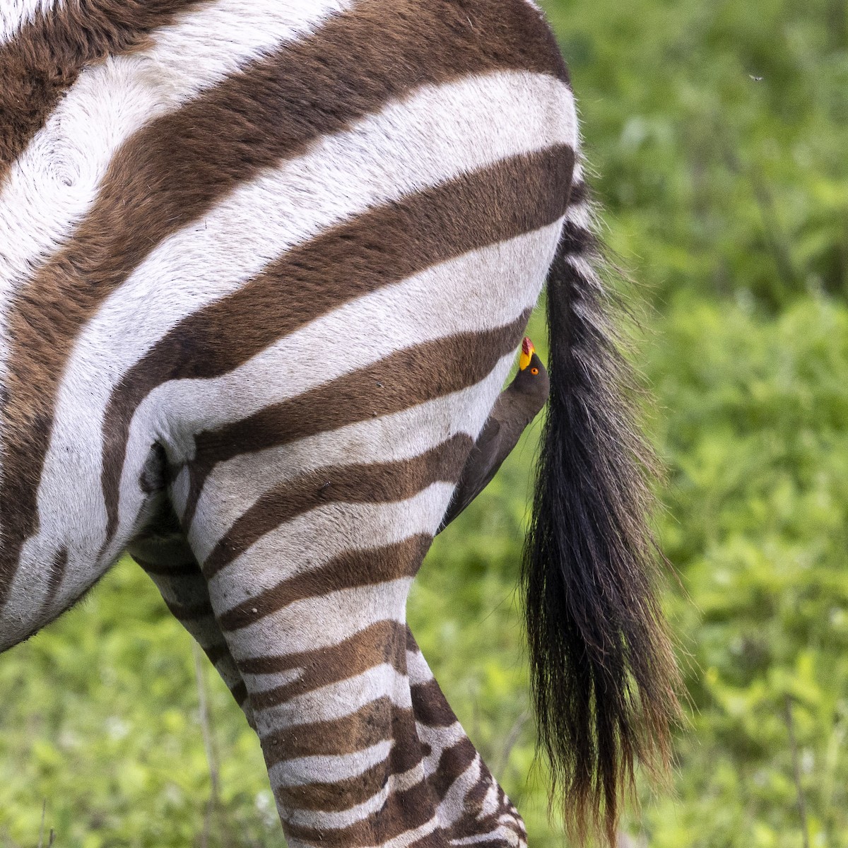 Yellow-billed Oxpecker - ML652551104