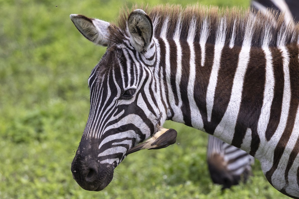 Yellow-billed Oxpecker - ML652551105