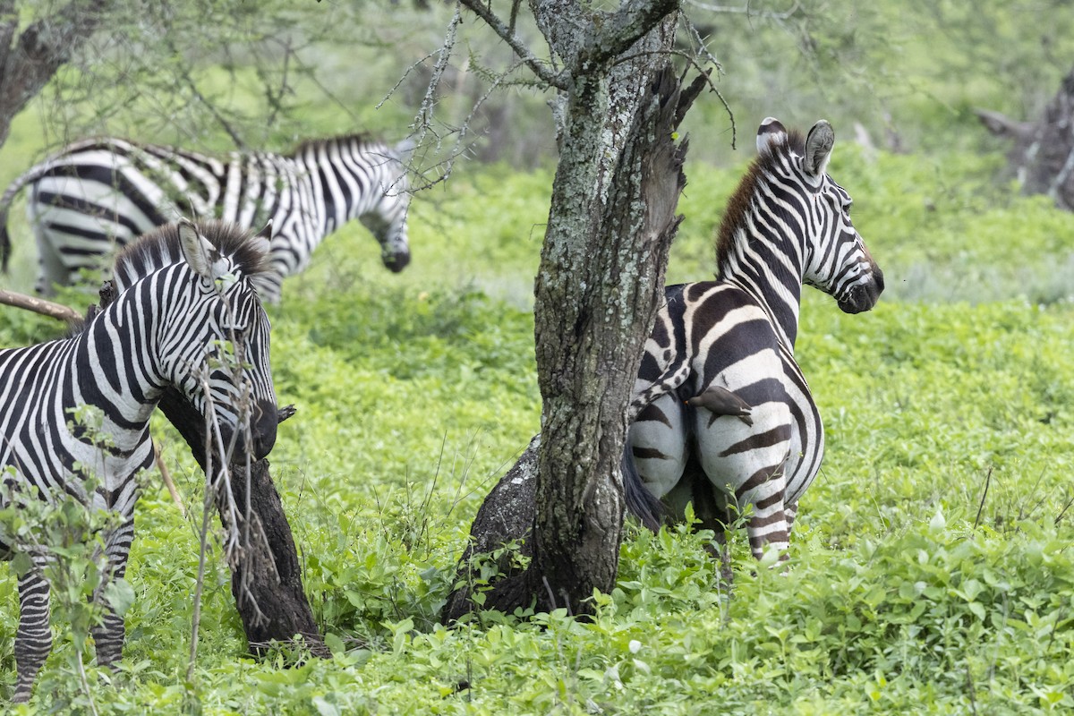 Yellow-billed Oxpecker - ML652551106