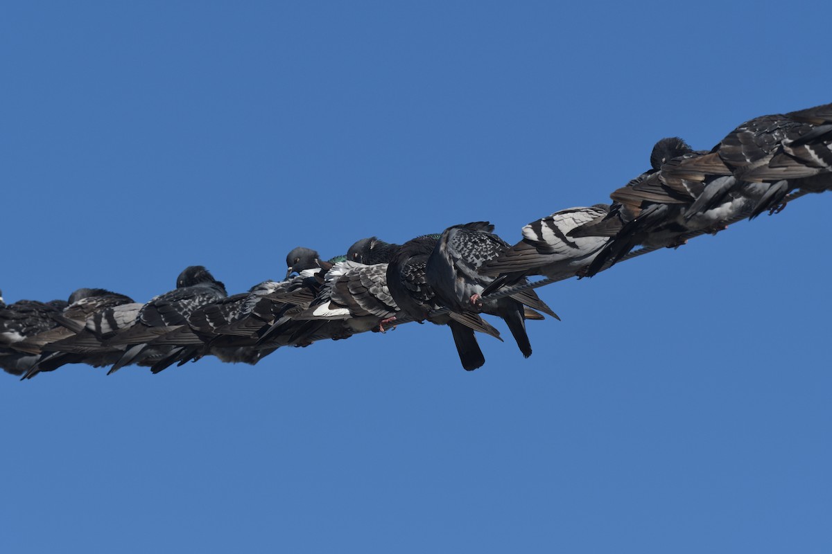 Rock Pigeon (Feral Pigeon) - ML652551693