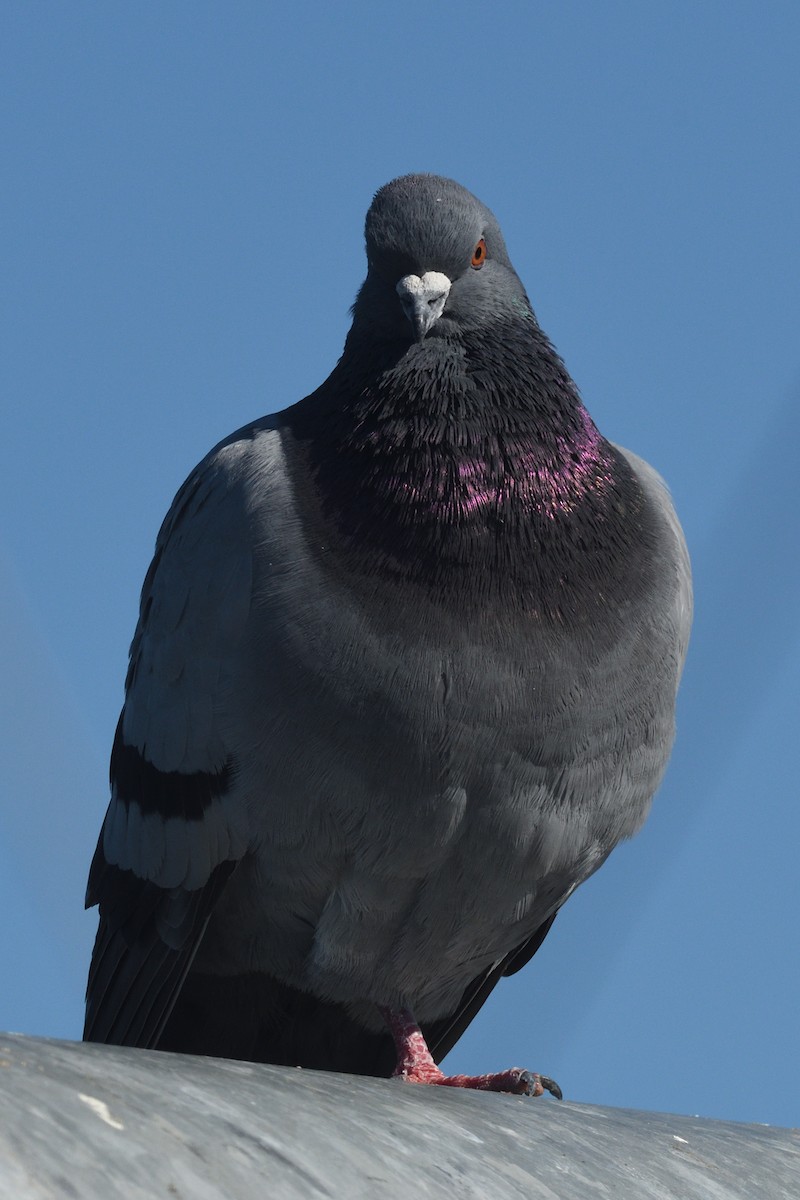 Rock Pigeon (Feral Pigeon) - ML652551711