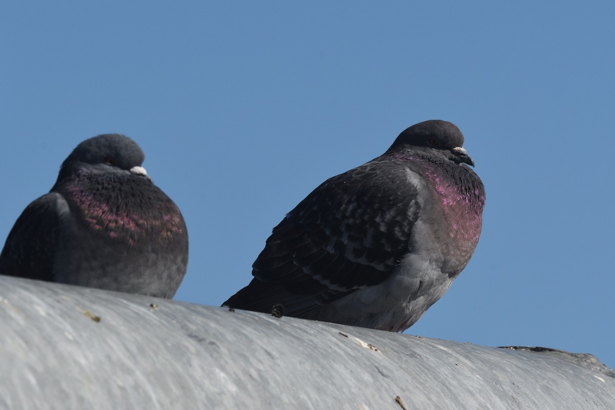 Rock Pigeon (Feral Pigeon) - ML652551712