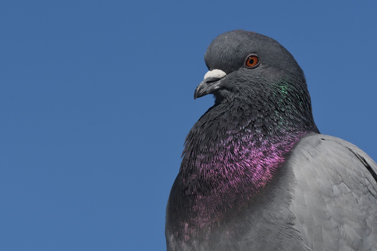 Rock Pigeon (Feral Pigeon) - ML652551713
