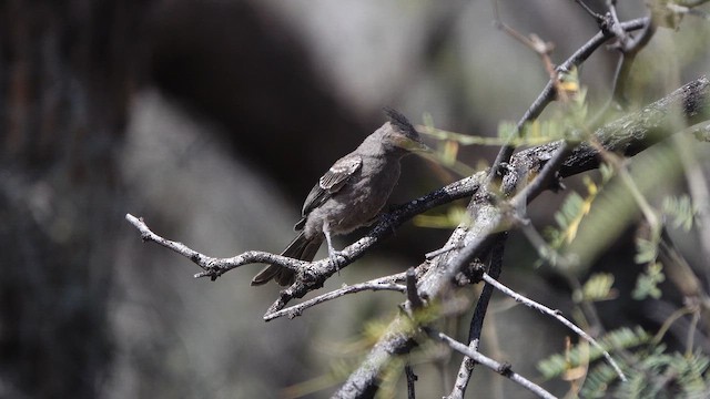 Phainopepla - ML652551960