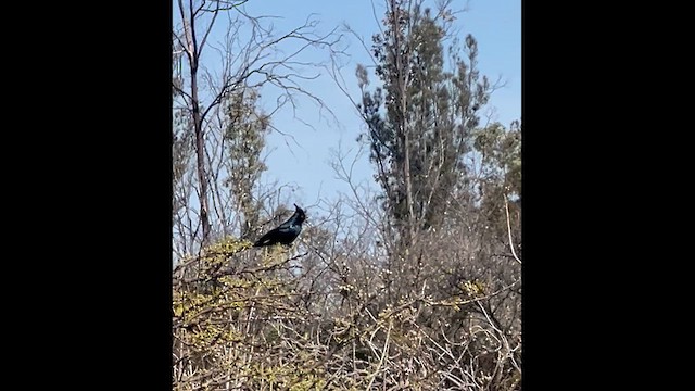 Phainopepla - ML652551982