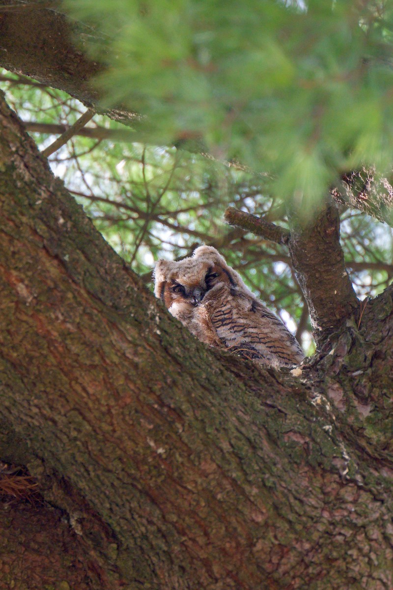 Great Horned Owl - ML652552014