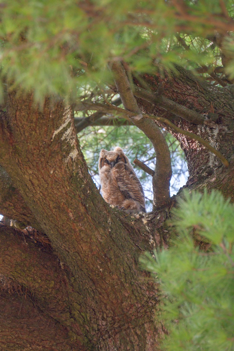 Great Horned Owl - ML652552015