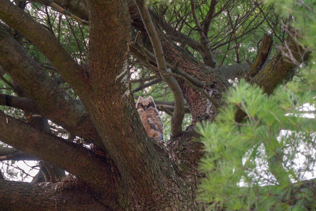Great Horned Owl - ML652552018