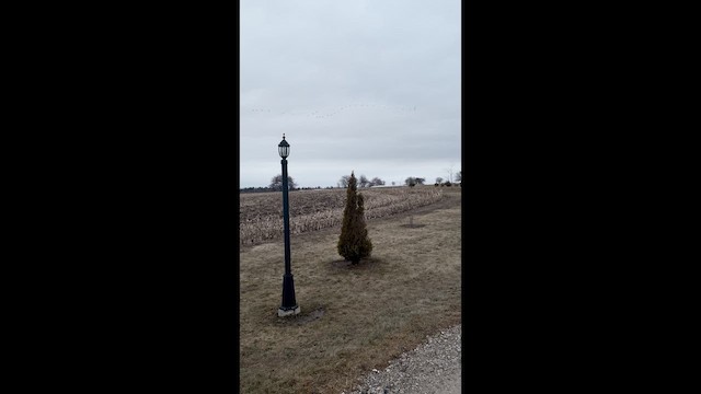 ברבור קטן - ML652552063