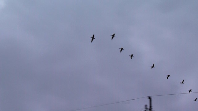 ברנטה קנדית - ML652552152