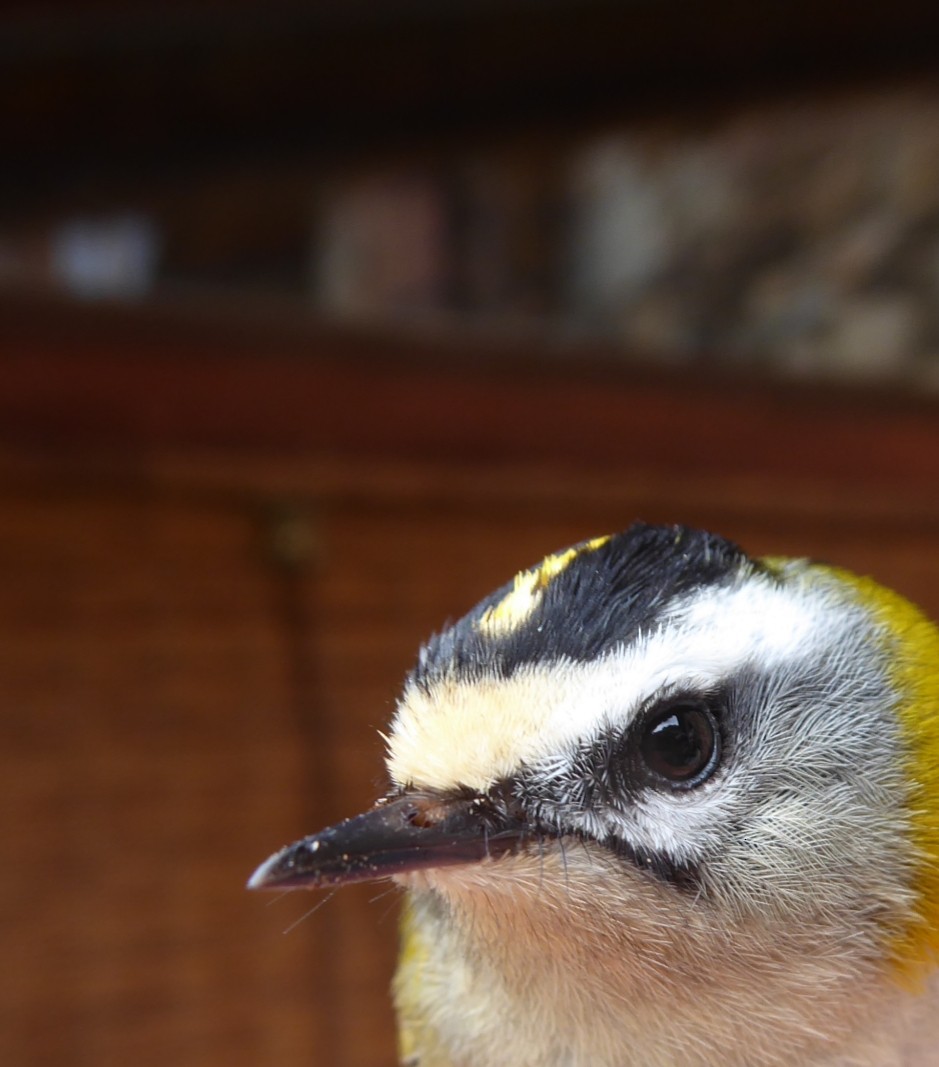 Common Firecrest - ML652552174