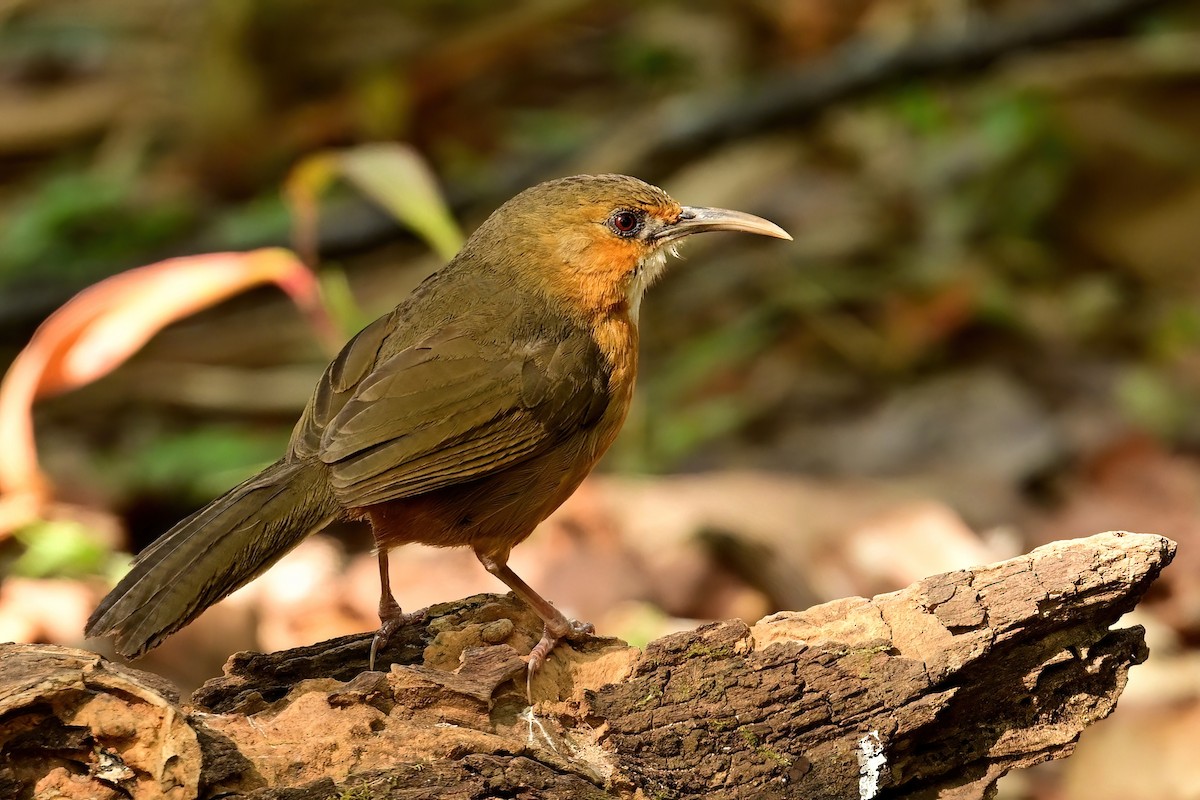 Red-eyed Scimitar-Babbler - ML652552189