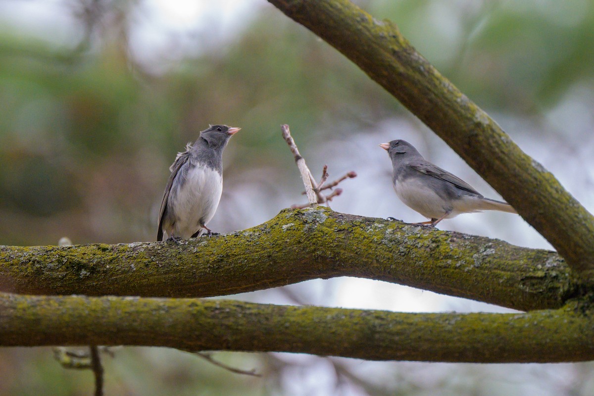 Dark-eyed Junco - ML652552205
