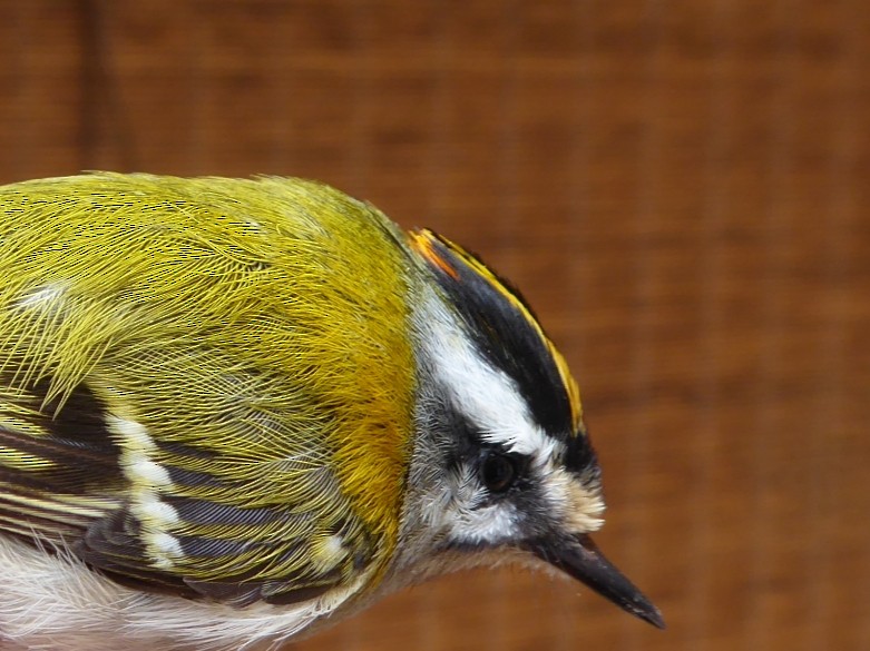 Common Firecrest - ML652552207