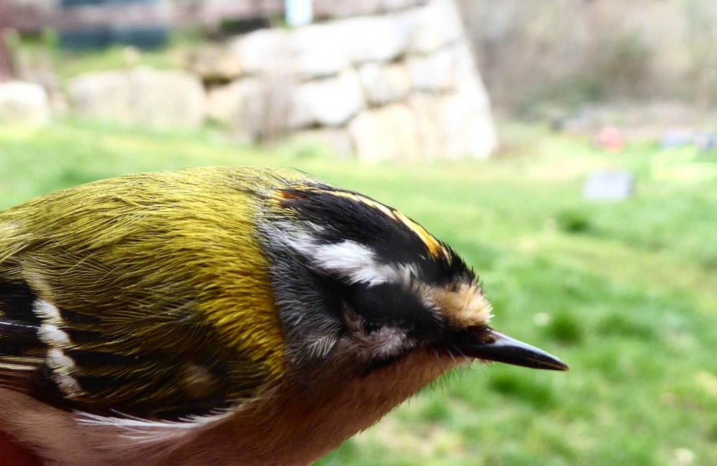 Common Firecrest - ML652552208