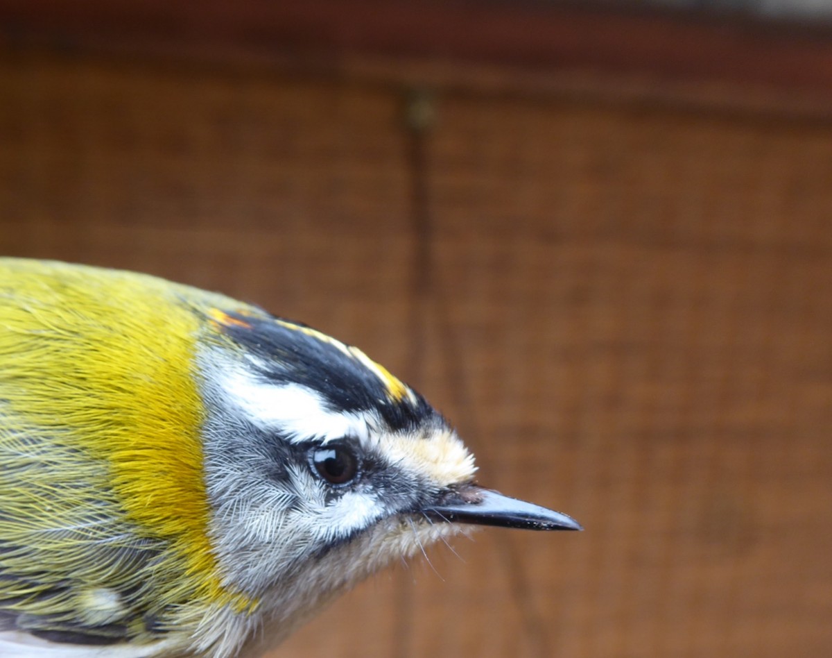 Common Firecrest - ML652552209