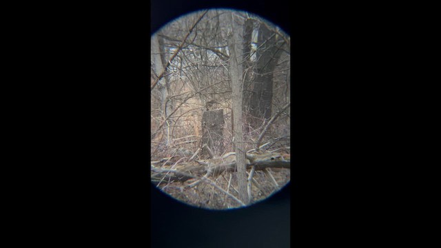 Cooper's Hawk - ML652552242