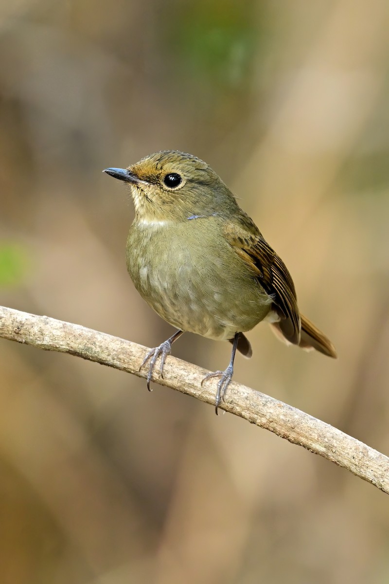 Rufous-bellied Niltava - ML652552244