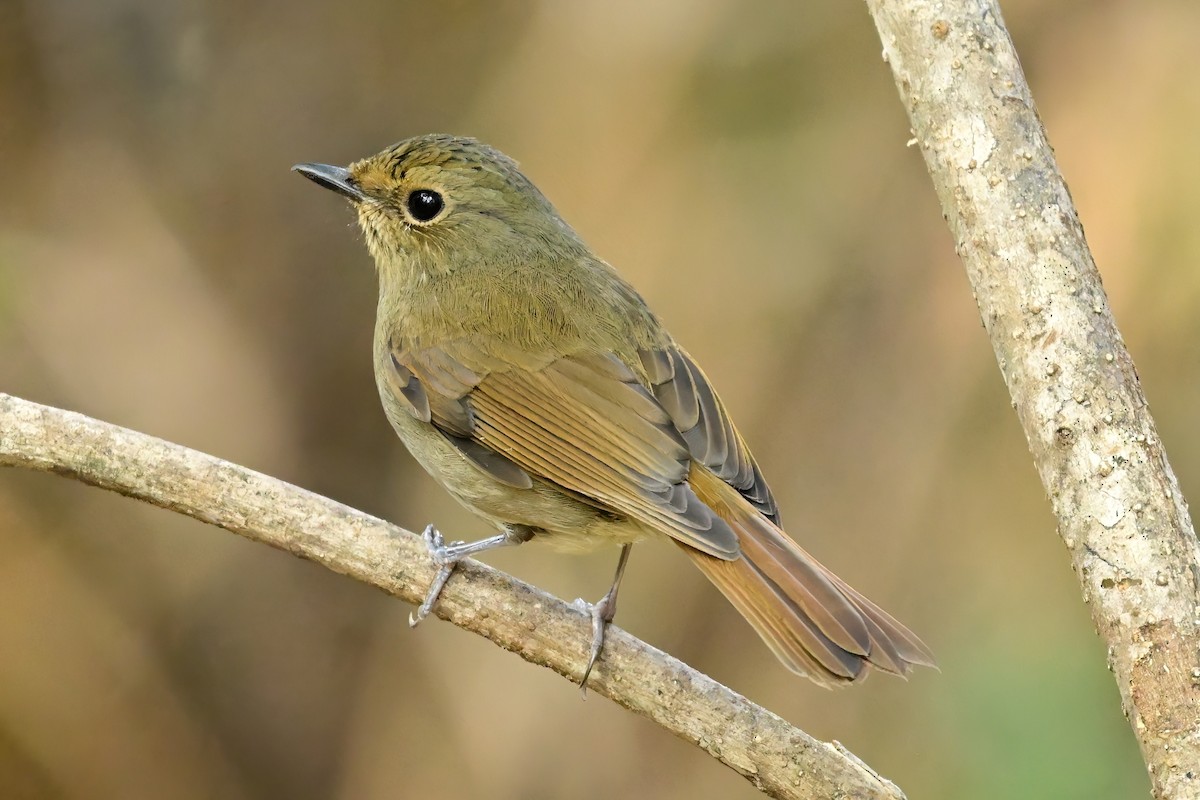 Rufous-bellied Niltava - ML652552245