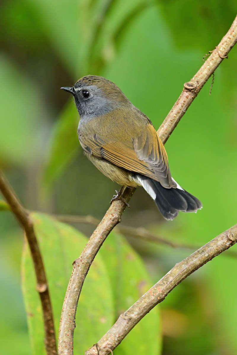 Rufous-gorgeted Flycatcher - ML652552246