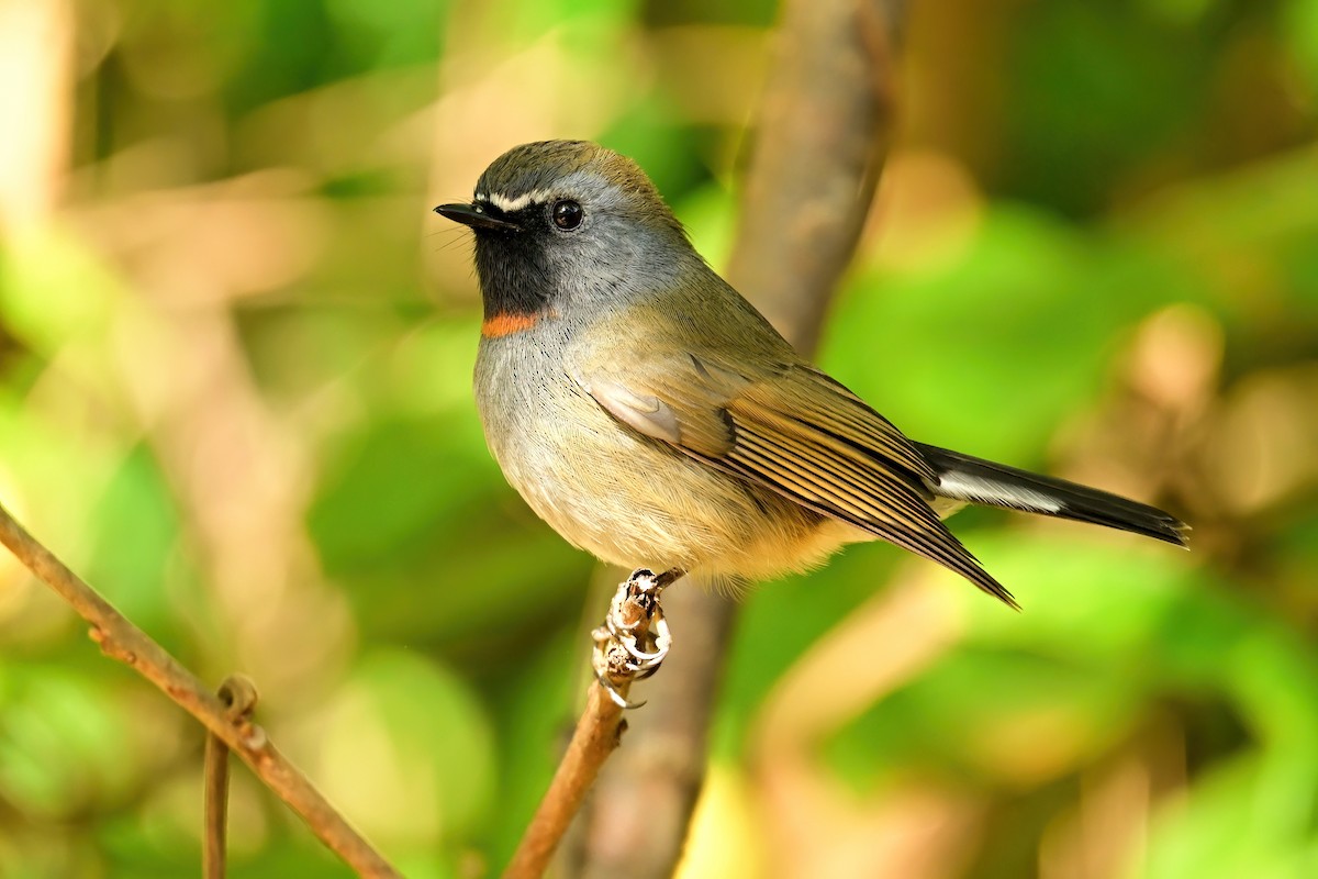 Rufous-gorgeted Flycatcher - ML652552269