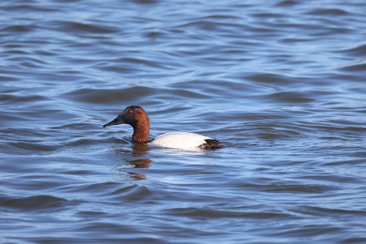 Murgilari bizkarzuria - ML652552287