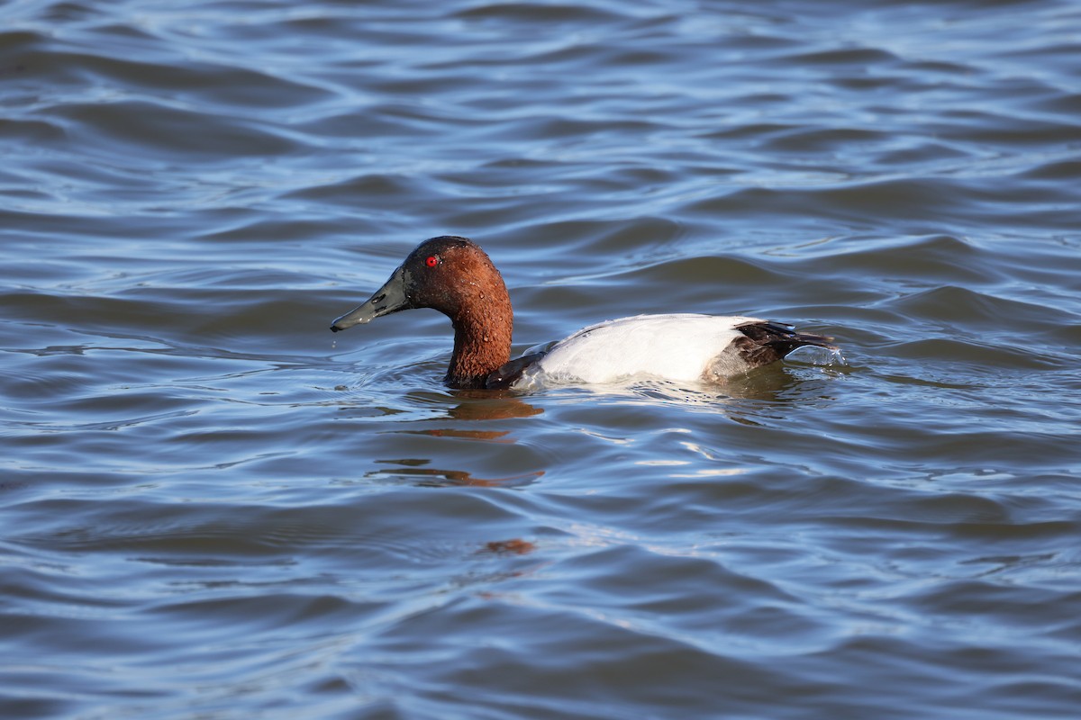 Murgilari bizkarzuria - ML652552288