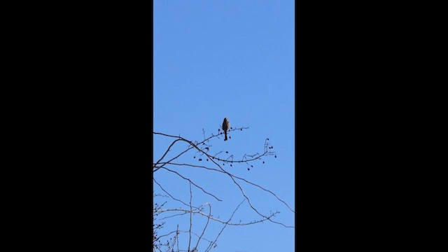 גיבתונית רוננת - ML652552290