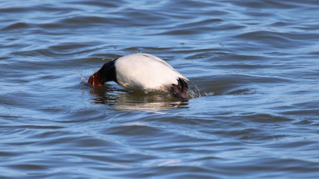 צולל ארוך-צוואר - ML652552292