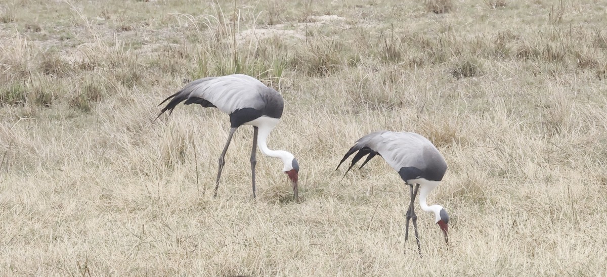 Klunkerkranich - ML652552342