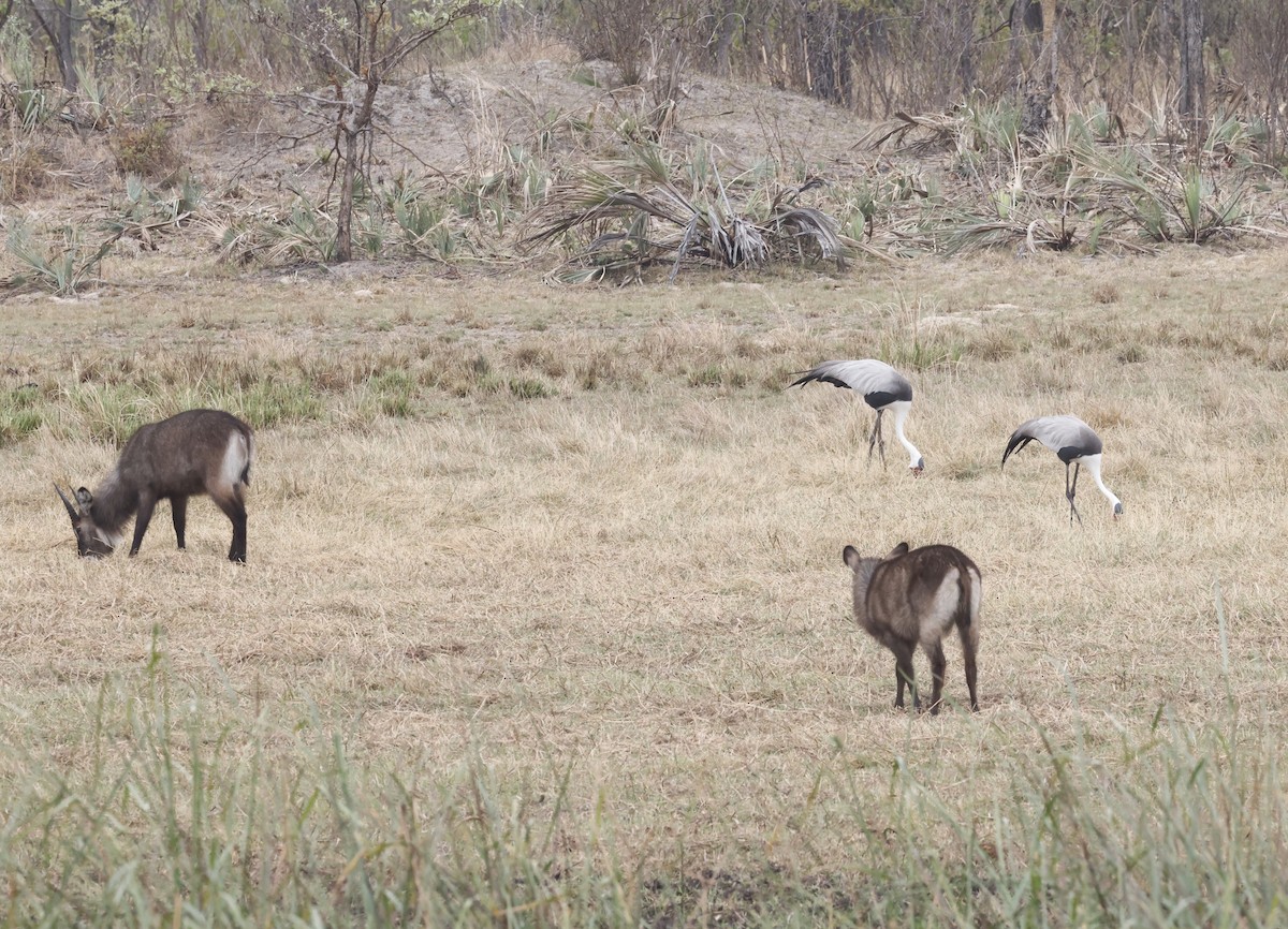 Klunkerkranich - ML652552343