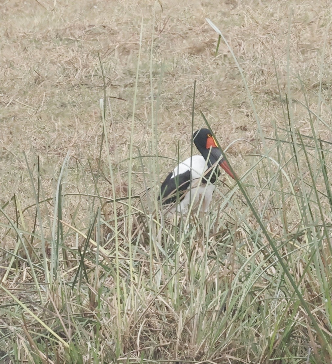 クラハシコウ - ML652552467