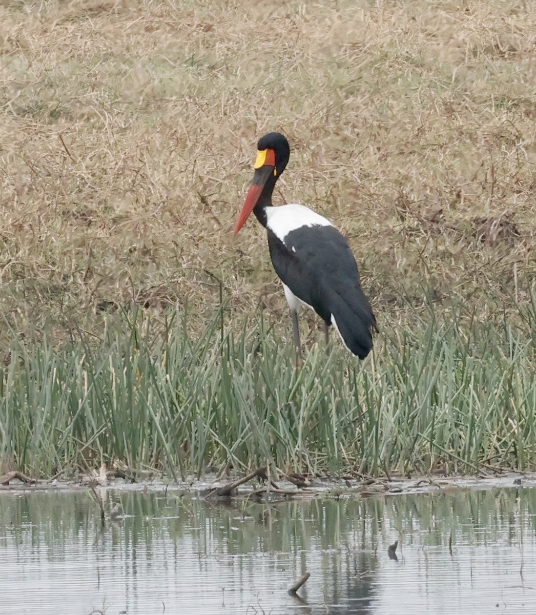 クラハシコウ - ML652552468