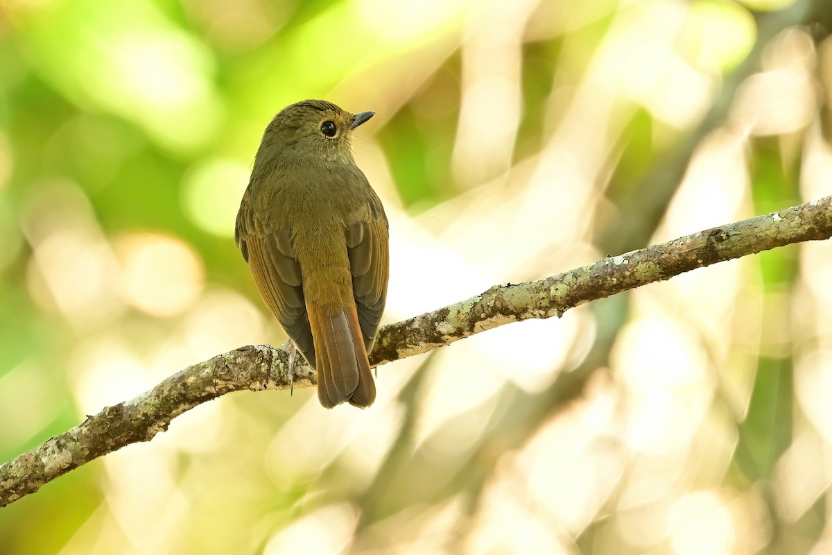 Rufous-bellied Niltava - ML652552475