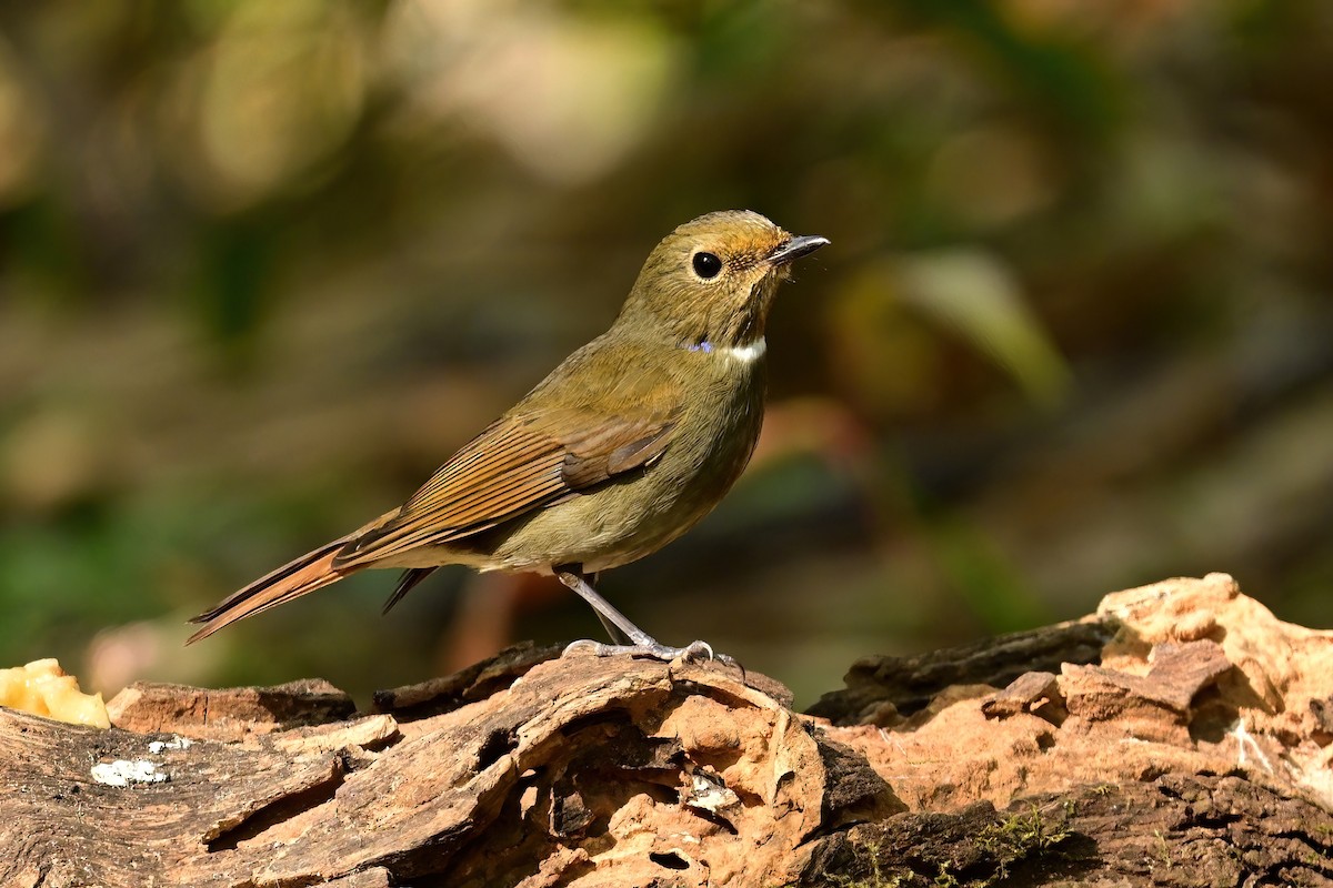 Rufous-bellied Niltava - ML652552476