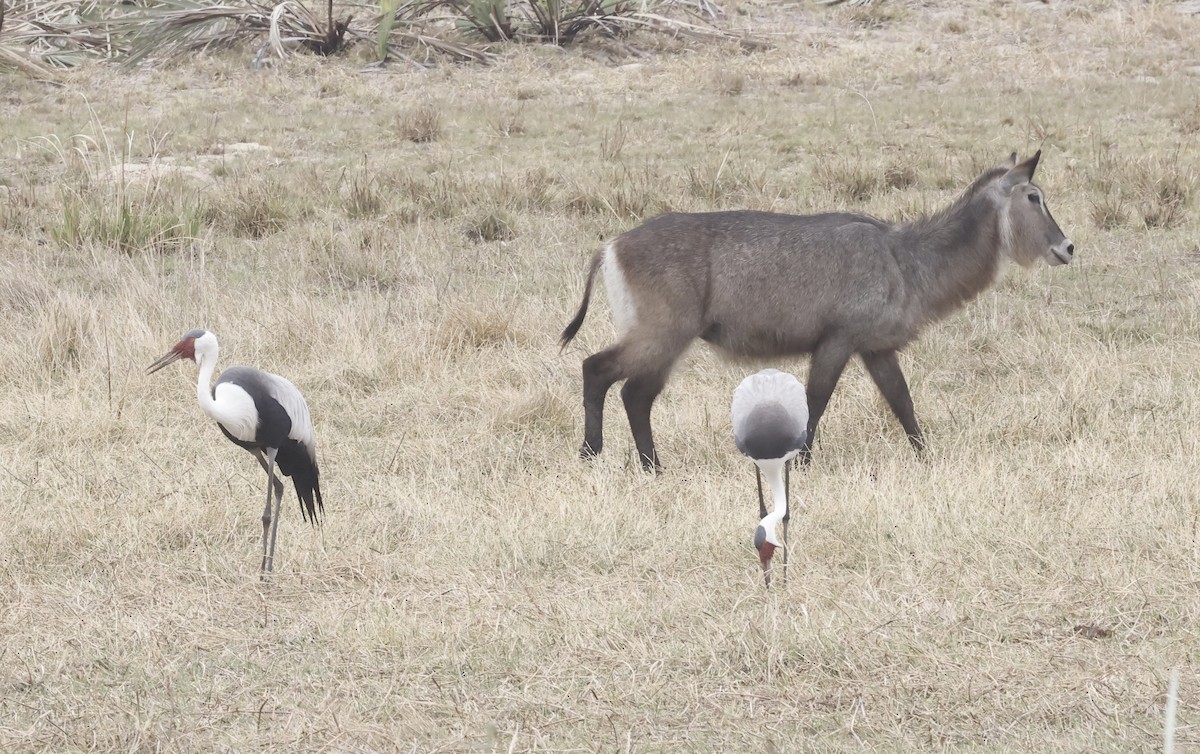 Klunkerkranich - ML652552482