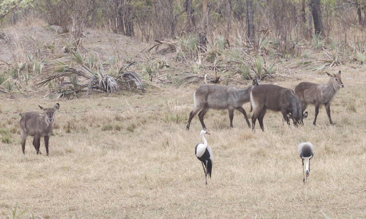 Klunkerkranich - ML652552483