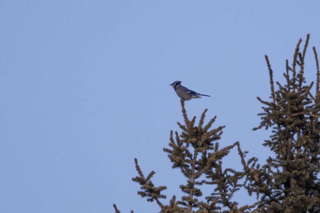 Blue Jay - ML652552517