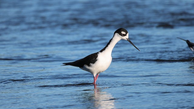 Black-necked Stilt - ML652552551
