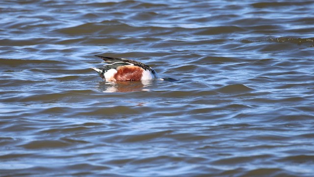 מרית צפונית - ML652552558