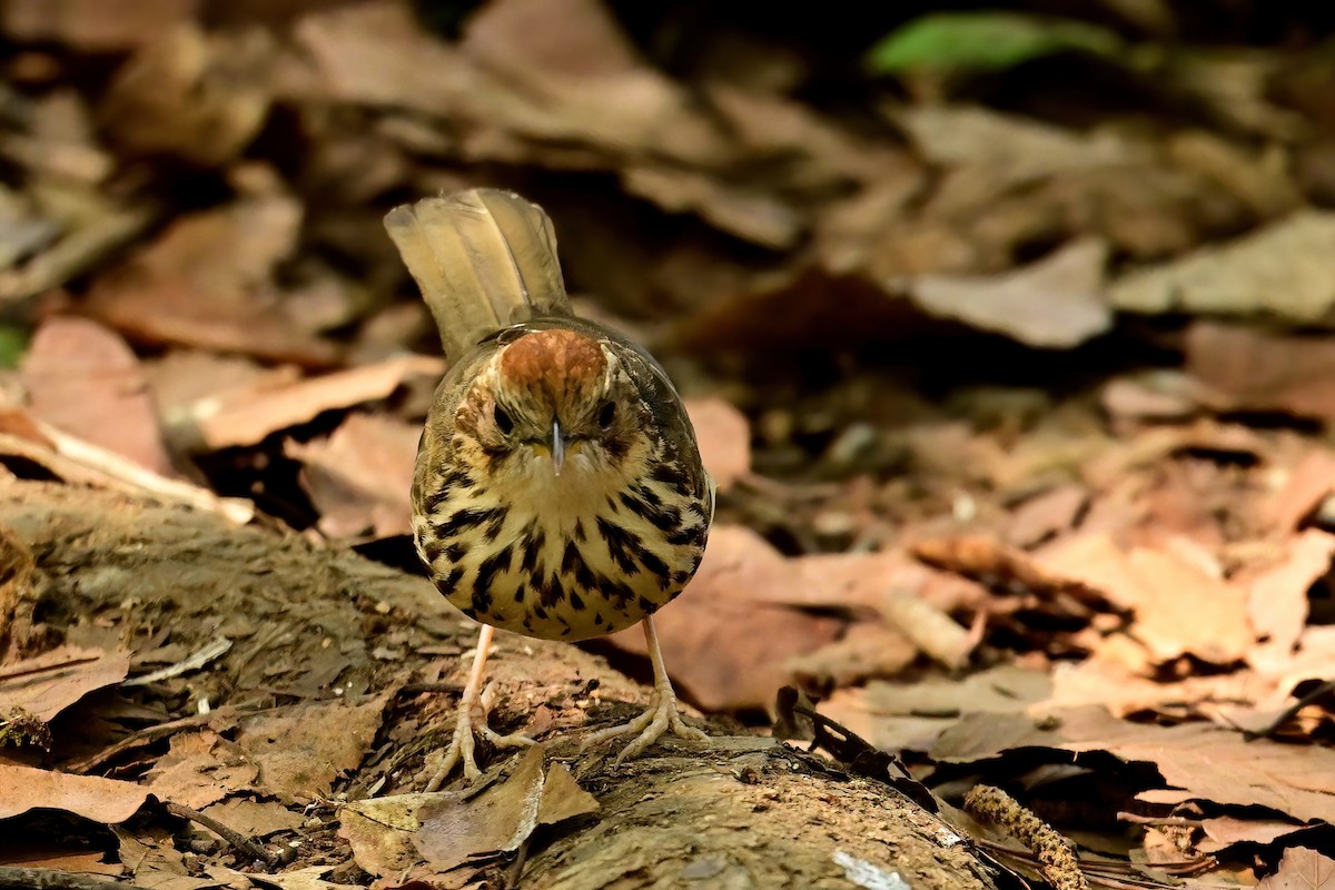 Puff-throated Babbler - ML652552574