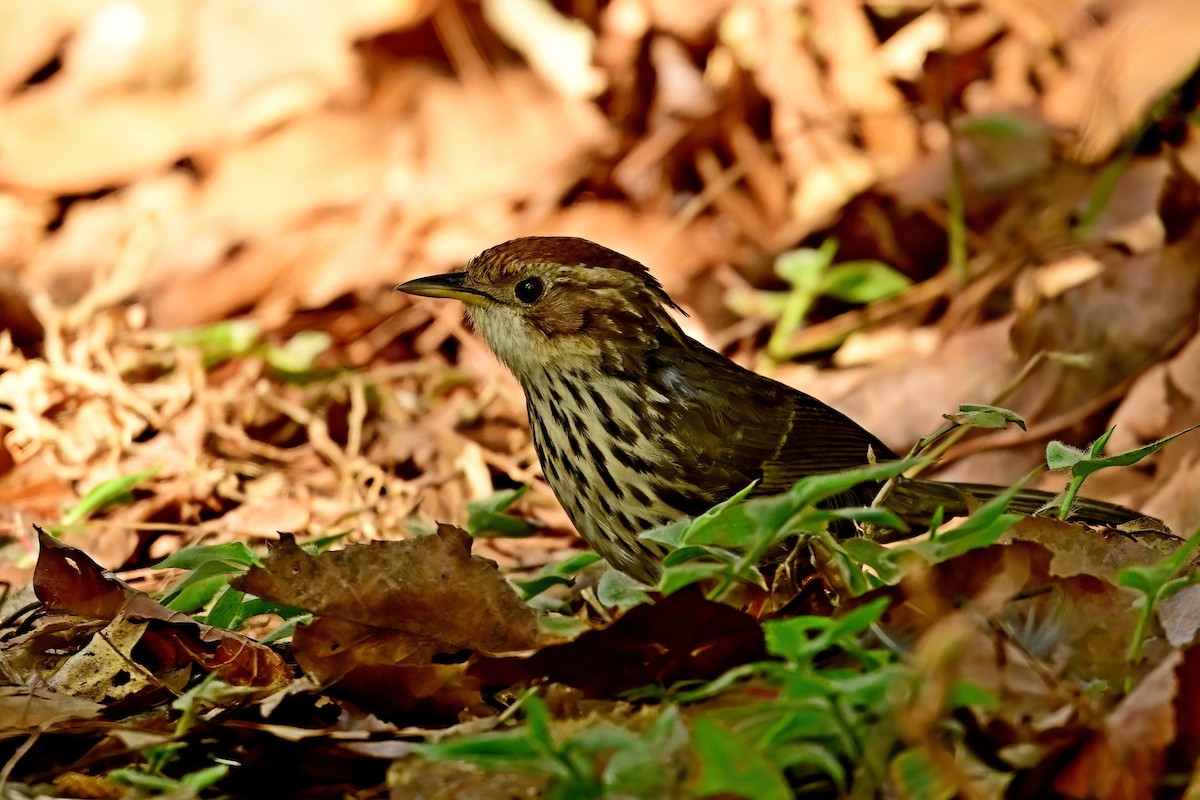 Puff-throated Babbler - ML652552576