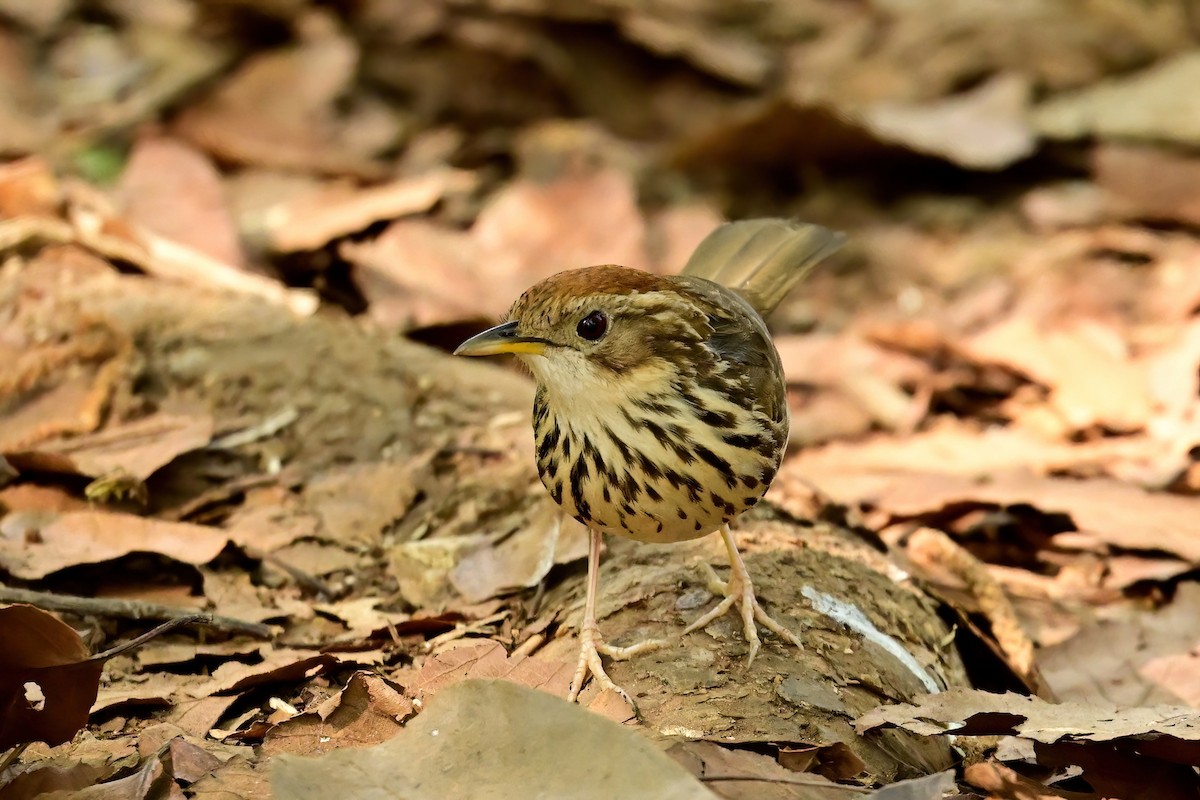 Puff-throated Babbler - ML652552577