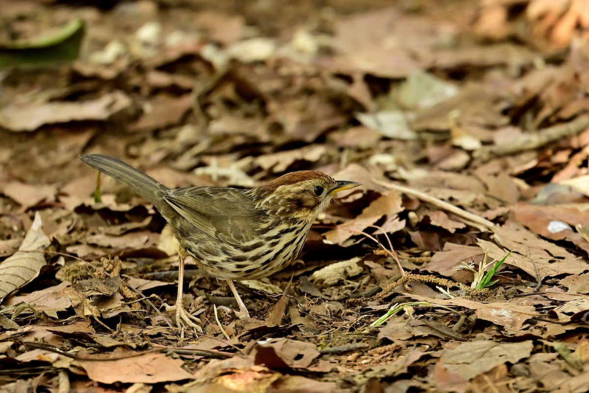 Puff-throated Babbler - ML652552578