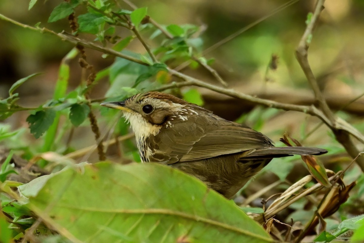 Puff-throated Babbler - ML652552623