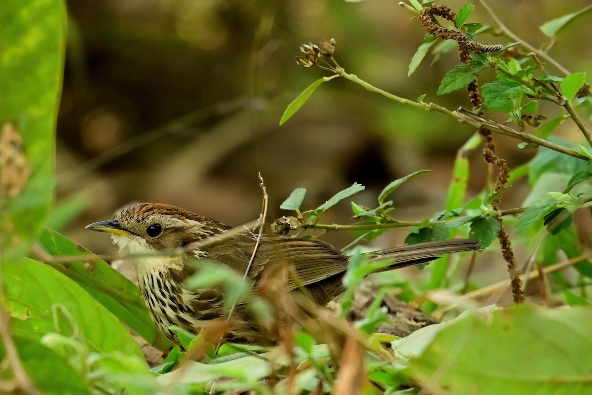 Puff-throated Babbler - ML652552624