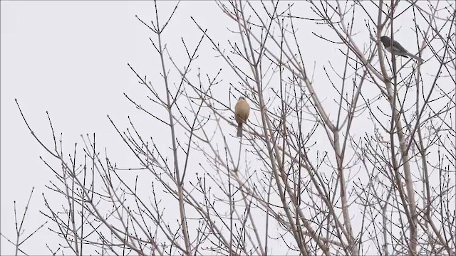 Carolina Wren - ML652552747