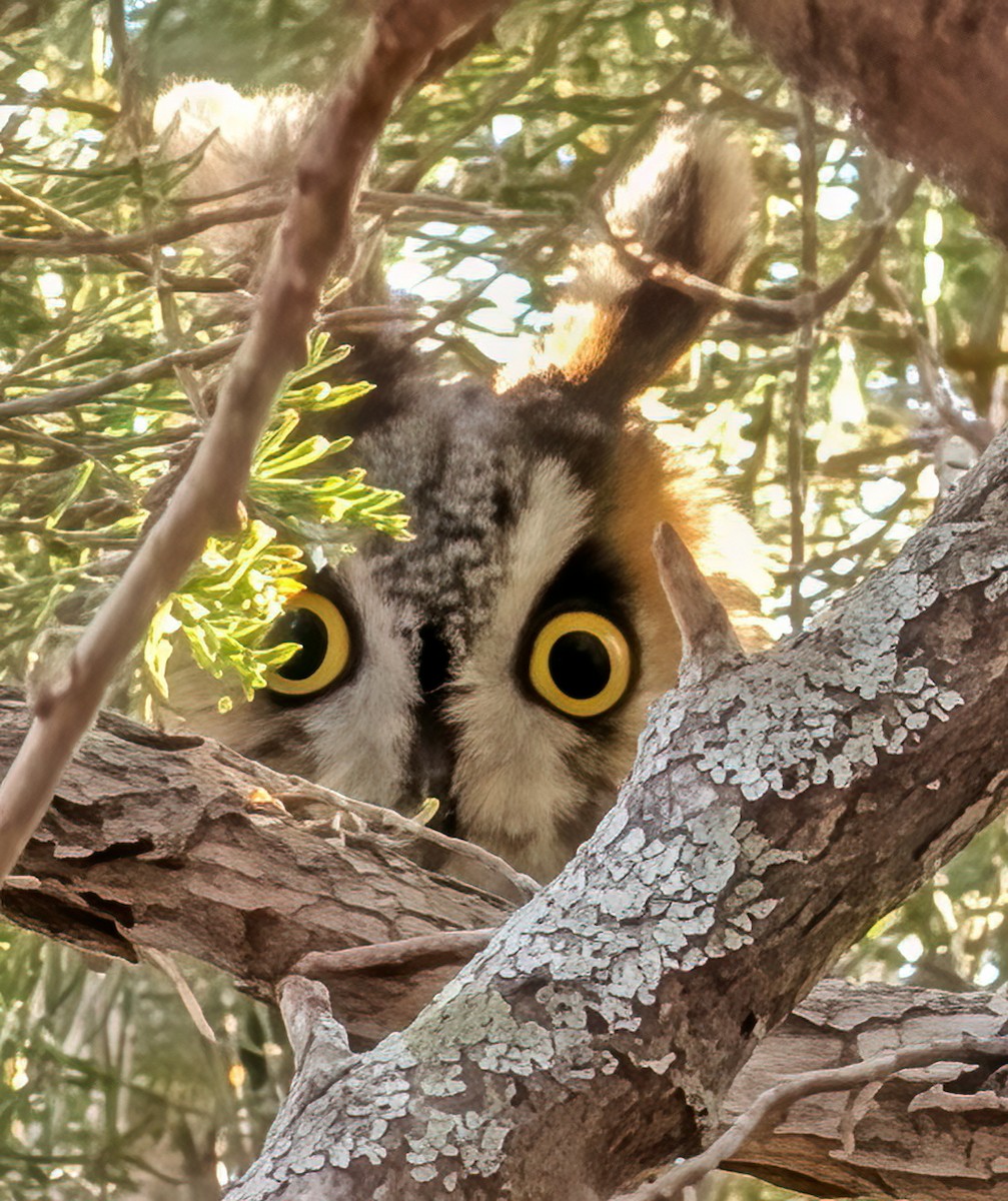 Búho Chico - ML652552752