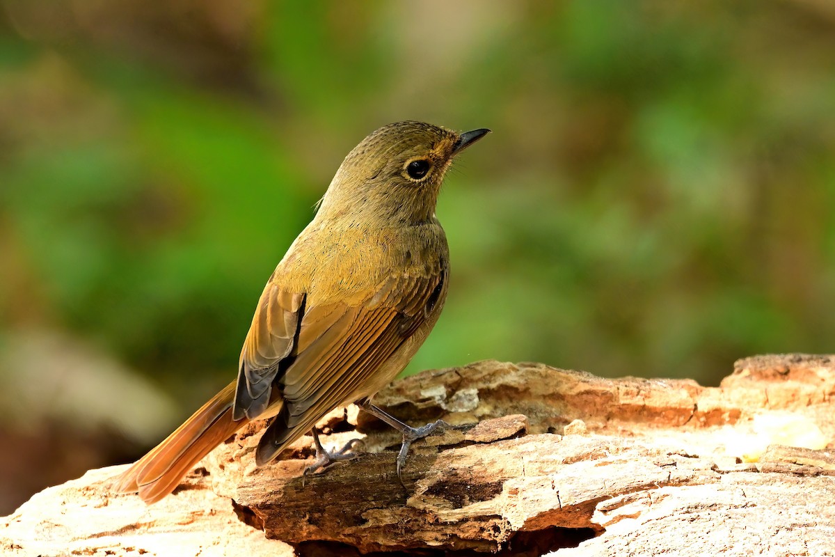 Rufous-bellied Niltava - ML652552787